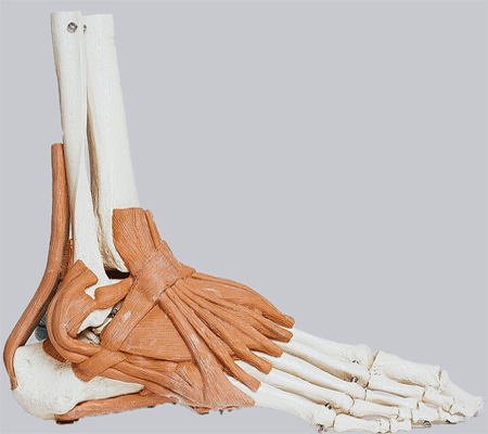foot skeleton with ligaments